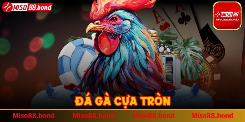 Đá gà cựa tròn